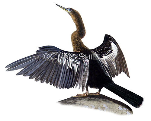 Anhinga (Anhinga anhinga) (Snakebird) BD0001