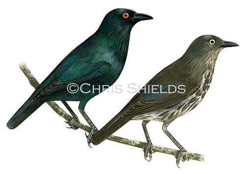 Asian Glossy Starling (Aplonis panayensis) Top adlut Bottom immature BD0003