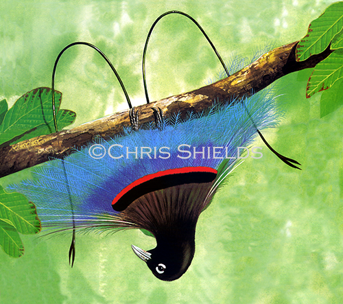 Blue Bird of paradise (Paradisaea rudolphi) BD0017