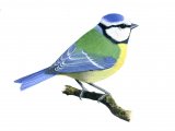 Blue Tit (Cyanistes caeruleus) BD0265