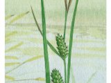 Bottle Sedge (Carex rostrata) BT0284