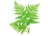 Broad Buckler fern (Dryopteris dilatata) BT0175