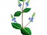 Brooklime (Veronica beccabunga) BT0177.