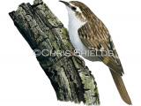 Brown Creeper (Certhia americana) BD0628