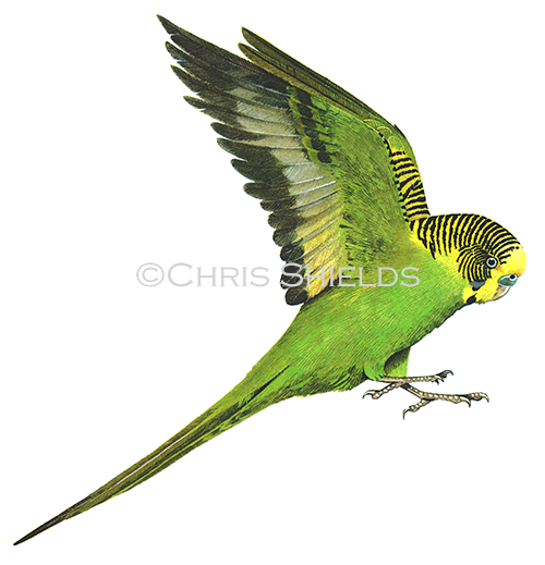 Budgerigar (Melopsittacus undulatus) BD0012