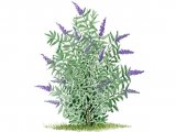 Butterfly Bush (Buddleia davidii) BT0179