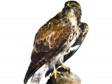 Buzzard (Buteo buteo) BD0509