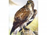 Buzzard (Buteo buteo) BD0508