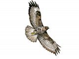 Buzzard in flight (Buteo buteo) BD0510