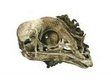 Chicken Skull BD0131