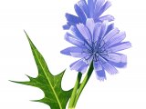 Chicory (Cichorium inybus) BT0183