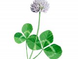 Clover (Trifolium repens) BT0185