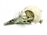 Firecrest skull (Regulus ignicapillus) BD0135