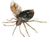 Forest Bug (Pentatoma rufipes) IN019