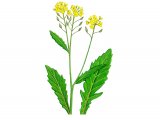 Great Yellow Cress (Rorippa amphibium) BT0112