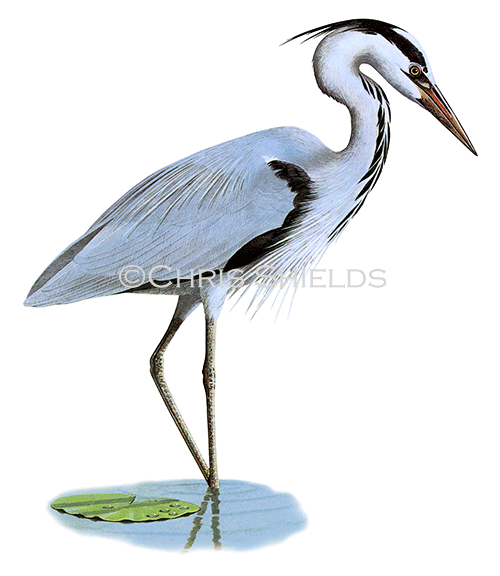 Grey Heron (Ardea cinerea) BD0338