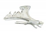 Grouse breastbone BD0141