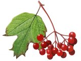 Guelder Rose (Viburnum opulus) BT0232