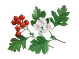 Hawthorn (Crataegus monogyna) BT027