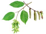 Hornbeam (Carpinus betulus) B002