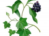 Ivy (Hedera helix) BT0242