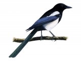 Magpie (Pica pica) BD0366