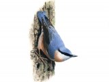 Nuthatch (Sitta europaea) BD0379