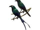 White-eyed Starling (Aplonis brunneicapilla) left - bottom - adult top - immature BD099