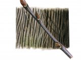 Sweet Chestnut bark & twig (Castanea sativa) BT074