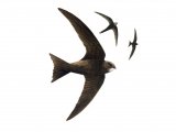 Swift (Apus apus) BD0482