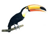 Toco Toucan (Ramphastos toco) BD004