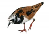 Turnstone (Arenaria interpres) BD0452