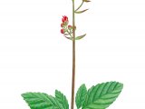 Water Figwort  (Scrophularia auriculata) BT0142