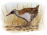 Water Rail (Rallus aquaticus) BD0456