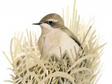 Wheatear female (Oenanthe oenanthe) BD0463