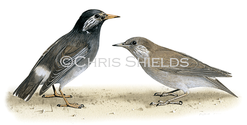 White-cheeked Starling (Sturnus cineraceus) B0102