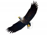 White-tailed Sea Eagle (Haliaeetus albicilla) BD0341