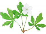 Wood anemone (Anemone nemorosa) BT0300