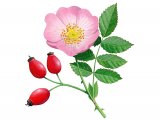 Dog Rose (Rosa canina) (#3682)