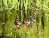 Red-breasted Geese